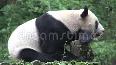 中国成都大熊猫在树干上休息